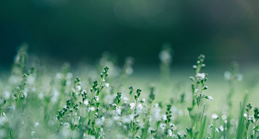 Eine ruhige Wiese mit saftig grünem Gras, übersät mit zierlichen weißen Blumen, bietet eine ruhige und friedliche Atmosphäre.