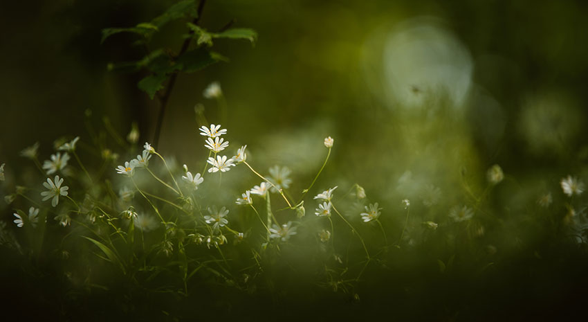 Wunderschöne weise Blumen, die in der Dunkelheit blühen und eine heitere und bezaubernde Szene schaffen.