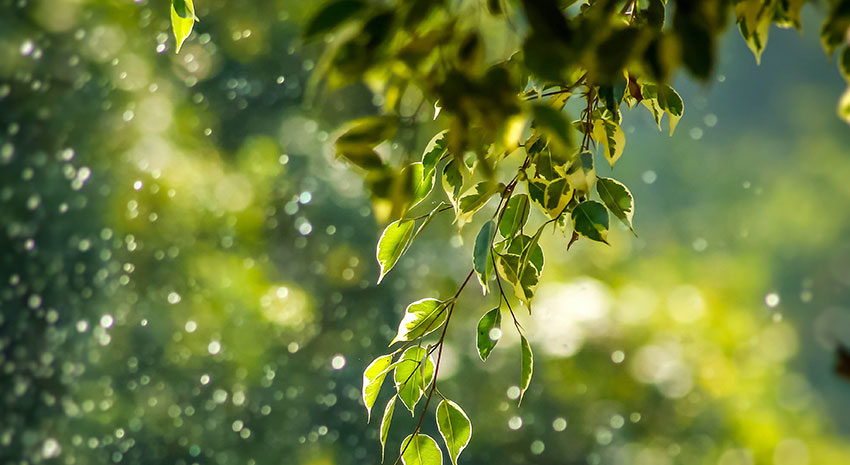 Regentropfen glitzern auf üppig grünen Blättern und schaffen ein heiteres Bild von der Schönheit der Natur.